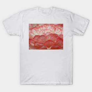 side view of frilly white and red edged begonia plant in closeup glowing to show petal veins T-Shirt